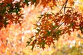 Colorful Fall Oak Leaves Royalty Free Stock Photo