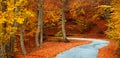 Colorful fall path Royalty Free Stock Photo