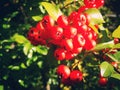 Bush with red berries in octobre 2018. Royalty Free Stock Photo