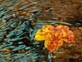 Autumn leaf floating on river water waves