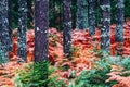Colorful fall season pine dark creepy forest. Photo depicting au Royalty Free Stock Photo