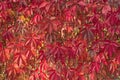 Red leaves of creeping wild maiden grapes on the fence. Texture bright foliage girlish grapes Royalty Free Stock Photo