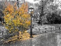 Colorful fall tree with leaves covering the ground in a black and white landscape in Washington Square Park, New York City Royalty Free Stock Photo