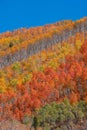 Colorful fall trees on mountain slope in Wasatch mountain state park Royalty Free Stock Photo