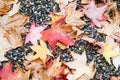 Colorful Falled leaves, autumn background Royalty Free Stock Photo