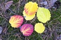 Colorful fallen aspen leaves in the autumn forest. Selective focus, top view Royalty Free Stock Photo