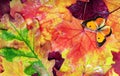 Colorful fallen autumn leaves background. beautiful orange butterfly on fallen leaves Royalty Free Stock Photo