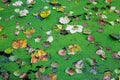 Colorful fallen autumn leaves on duckweed covered forest lake