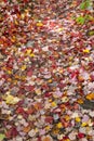 Colorful Fallen Leaves Cover the Forest Floor #3