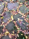Colorful fallen leaves filled with stone slate gaps