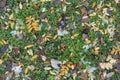 Colorful fallen leaves and melting snow covering greenery Royalty Free Stock Photo