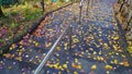 Colorful fallen leaves under first snow on asphalt path in autumn. Royalty Free Stock Photo