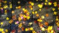 Colorful fallen leaves under first snow on asphalt path in autumn. Royalty Free Stock Photo
