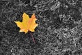 Colorful fallen maple leaf with dew water drops is lying on the black-white grass in the autumn park. Royalty Free Stock Photo