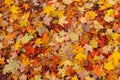 Colorful fallen Maple leaves during autumn time.