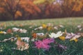 Colorful fallen maple leaves on green grass in beautiful fall park. Trees with bright yellow and orange foliage on background.