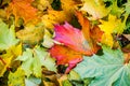 Colorful fallen maple leaves