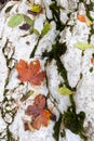 Colorful fallen Maple leaves on a white rock