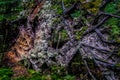 Colorful fallen tree bottom with lots of soil, dirt, wooden sticks and plants around.