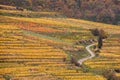 Colorful Vineyard in Wachau valley in Austria.