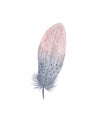 Colorful fancy bird feathers watercolor illustration boho style decorative wings for creative rustic design, wedding invitation,