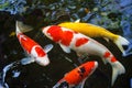 Colorful of fancy carp fish japaneseCyprinus carpio Royalty Free Stock Photo