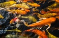 Colorful fancy carp fish, Koi carps crowding together competing for food, Royalty Free Stock Photo