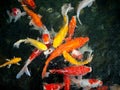 Colorful fancy carp fish, koi fish, Fish Japanese swimming Cyprinus carpio beautiful color variations natural organic Royalty Free Stock Photo