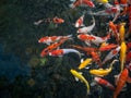 Colorful fancy carp fish, koi fish, Fish Japanese swimming Cyprinus carpio beautiful color variations natural organic Royalty Free Stock Photo