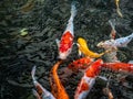 Colorful fancy carp fish, koi fish, Fish Japanese swimming Cyprinus carpio beautiful color variations natural organic Royalty Free Stock Photo