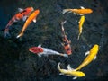 Colorful fancy carp fish, koi fish, Fish Japanese swimming Cyprinus carpio beautiful color variations natural organic Royalty Free Stock Photo