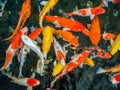 Colorful fancy carp fish, koi fish, Fish Japanese swimming Cyprinus carpio beautiful color variations natural organic Royalty Free Stock Photo