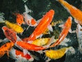 Colorful fancy carp fish, koi fish, Fish Japanese swimming Cyprinus carpio beautiful color variations natural organic Royalty Free Stock Photo
