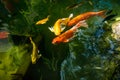 Colorful fancy carp fish or koi fish are swimming. Koi Fish swimming in the pond.