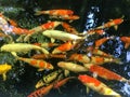 Colorful fancy carp fish in pond, Koi fish