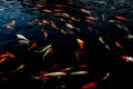 Colorful Koi fishs swimming in a pond.