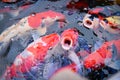 Colorful fancy koi fish on the surface water - beautiful fish carp swimming in the pond garden enjoy feed food floating