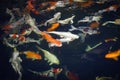 Colorful fancy koi fish on the surface water - beautiful fish carp swimming in the pond garden enjoy feed food floating Royalty Free Stock Photo