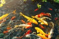 Colorful fancy koi fish on the surface water swimming in the pond garden enjoy feed floating