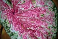 colorful of Fancy Leaved Caladium,dot color leaf Royalty Free Stock Photo