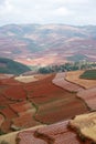 Colorful farmland in dongchuan of china