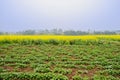 Colorful farmland in foggy sunny spring