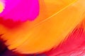 Colorful feather background Royalty Free Stock Photo