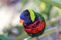 colorful feather of Green Nape Lorikeet Royalty Free Stock Photo