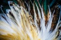 Colorful feather group of some bird Royalty Free Stock Photo