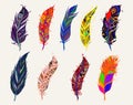 Colorful Feather Set Vector Illustration Royalty Free Stock Photo