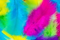 Colorful feather texture. Fluffy background. Top view