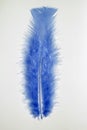 Colorful feather wing, vivid colors