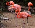 Colorful feathered body standing on 1 leg, head a neck hidden is behind a pink flamingo standing on 1 leg, some young gray flaming Royalty Free Stock Photo