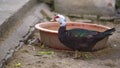 A colorful feathered duck is in front of the food bowl.